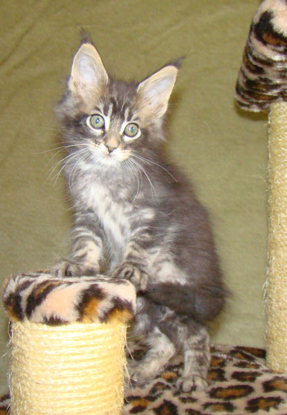     Catsvill County!   !    !       !!!    Catsvill County +7-926-544-74-09     .   ,   ,   ,    ,   ,  ,     ,   -,    ,   !